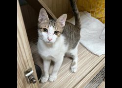 臺南市動物之家灣裡站,編號:461916, 混種貓                 