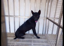 南投縣公立動物收容所,編號:469246, 混種犬          