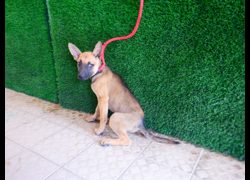 南投縣公立動物收容所,編號:469248, 混種犬          
