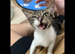臺南市動物之家灣裡站,編號:466182, 混種貓                 