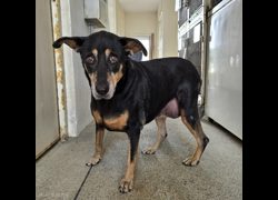 新竹市動物保護教育園區,編號:469254, 混種犬          