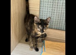 臺南市動物之家灣裡站,編號:452878, 混種貓                 