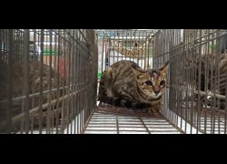 金門縣動物收容中心,編號:469179, 混種犬          