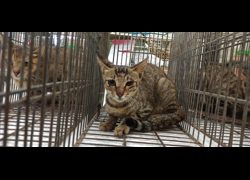 金門縣動物收容中心,編號:469180, 混種貓                 