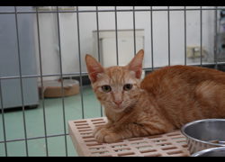 臺南市動物之家善化站,編號:469268, 混種貓                 