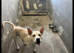 新竹市動物保護教育園區,編號:469272, 混種犬          
