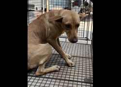 彰化縣流浪狗中途之家臨時收容所,編號:469269, 混種犬          