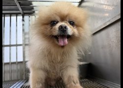 桃園市動物保護教育園區,編號:469271, 混種犬          