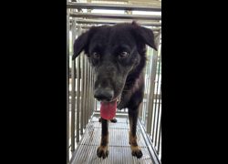 花蓮縣狗貓躍動園區,編號:469273, 混種犬          