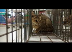 金門縣動物收容中心,編號:469181, 混種貓                 