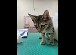 臺南市動物之家善化站,編號:469281, 混種貓                 