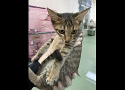 臺南市動物之家善化站,編號:469282, 混種貓                 