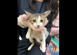 臺南市動物之家善化站,編號:469283, 混種貓                 