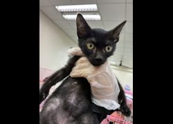 臺南市動物之家善化站,編號:469285, 混種貓                 