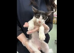 臺南市動物之家善化站,編號:469286, 混種貓                 