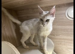 桃園市動物保護教育園區,編號:469294, 緬因貓                 