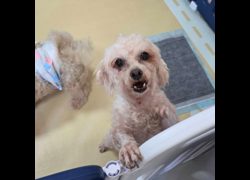臺南市動物之家灣裡站,編號:456300, 瑪爾濟斯犬           