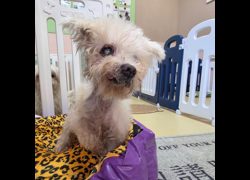 臺南市動物之家灣裡站,編號:468659, 瑪爾濟斯犬           