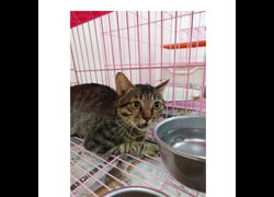 臺南市動物之家善化站,編號:469262, 混種貓                 