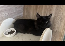 桃園市動物保護教育園區,編號:469297, 緬因貓                 