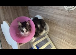 桃園市動物保護教育園區,編號:469304, 緬因貓                 