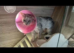 桃園市動物保護教育園區,編號:469311, 緬因貓                 