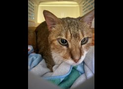 嘉義縣動物保護教育園區,編號:469313, 混種貓                 