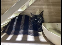 桃園市動物保護教育園區,編號:469331, 緬因貓                 
