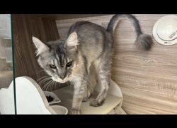 桃園市動物保護教育園區,編號:469336, 緬因貓                 