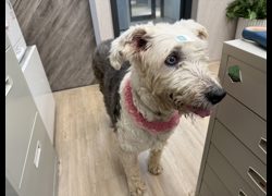 桃園市動物保護教育園區,編號:469343, 英國古代牧羊犬             