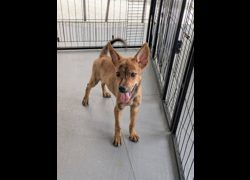 南投縣公立動物收容所,編號:469349, 混種犬          