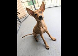 南投縣公立動物收容所,編號:469350, 混種犬          