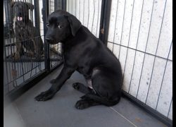 南投縣公立動物收容所,編號:469353, 混種犬          