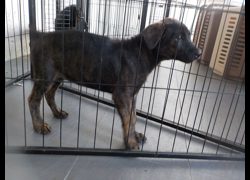 南投縣公立動物收容所,編號:469354, 混種犬          