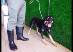 南投縣公立動物收容所,編號:469356, 混種犬          