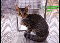 南投縣公立動物收容所,編號:469357, 混種貓                 