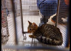 南投縣公立動物收容所,編號:469359, 混種貓                 