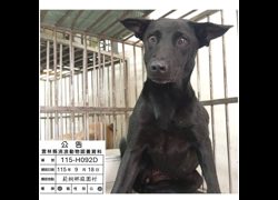 雲林縣流浪動物收容所,編號:469105, 混種犬          