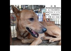 雲林縣流浪動物收容所,編號:469104, 混種貓                 