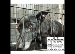 雲林縣流浪動物收容所,編號:469098, 混種犬          