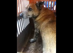 宜蘭縣流浪動物中途之家,編號:469329, 混種犬          