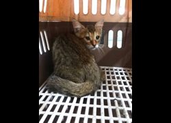 宜蘭縣流浪動物中途之家,編號:469330, 混種貓                 