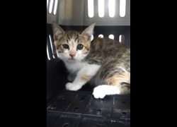 宜蘭縣流浪動物中途之家,編號:469332, 混種貓                 