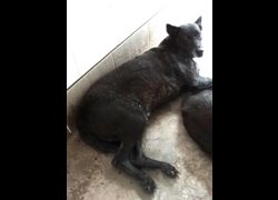 宜蘭縣流浪動物中途之家,編號:469334, 混種犬          