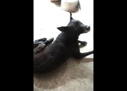宜蘭縣流浪動物中途之家,編號:469335, 混種犬          