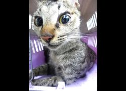 宜蘭縣流浪動物中途之家,編號:469364, 混種貓                 