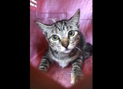 宜蘭縣流浪動物中途之家,編號:469365, 混種貓                 