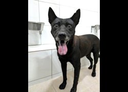 新竹縣動物保護教育園區,編號:469362, 混種犬          