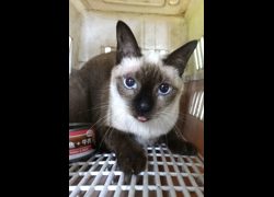 宜蘭縣流浪動物中途之家,編號:469366, 混種貓                 