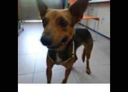 臺南市動物之家灣裡站,編號:469355, 混種犬          